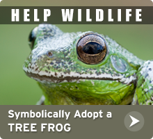 Help Wildlife. Symbolically adopt a tree frog today!